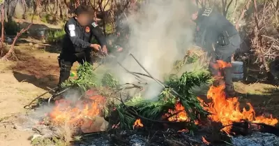 DESTRUYE FUERZA ESTATAL PLANTO DE MARIHUANA EN TECATE