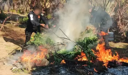 DESTRUYE FUERZA ESTATAL PLANTO DE MARIHUANA EN TECATE