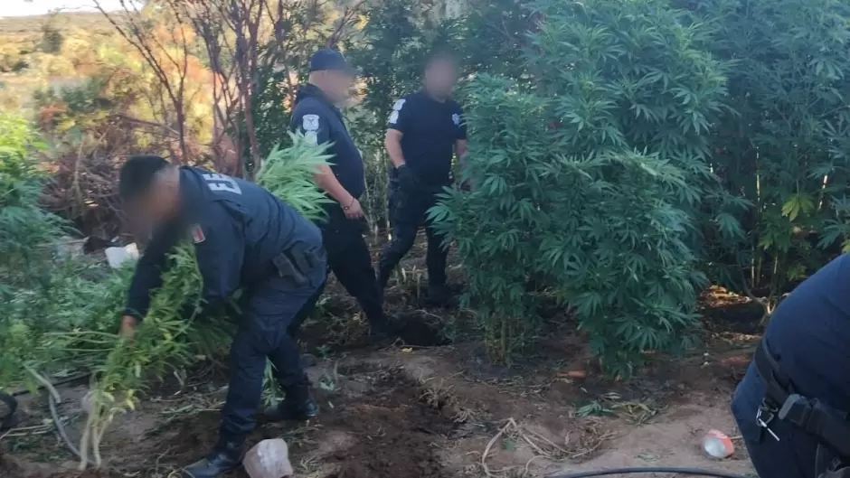 Destruyen planto de marihuana en Tecate