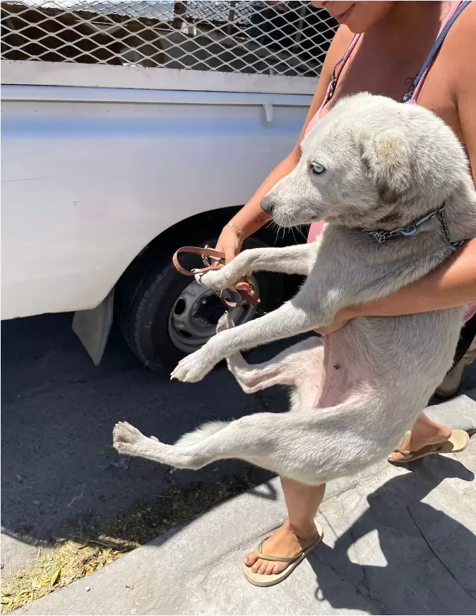 Caninos rescatados por la FGE