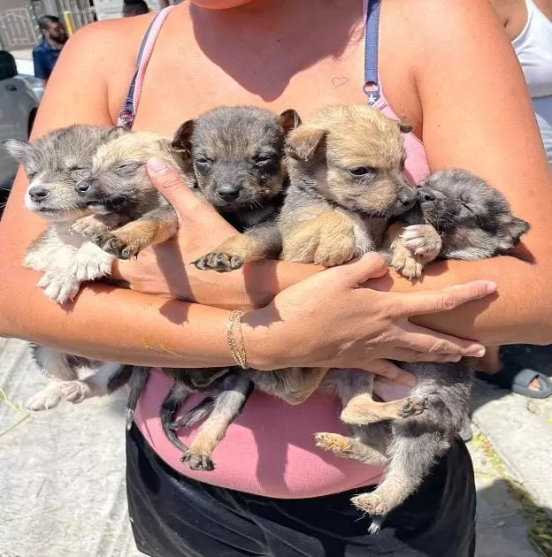 Caninos rescatados por la FGE