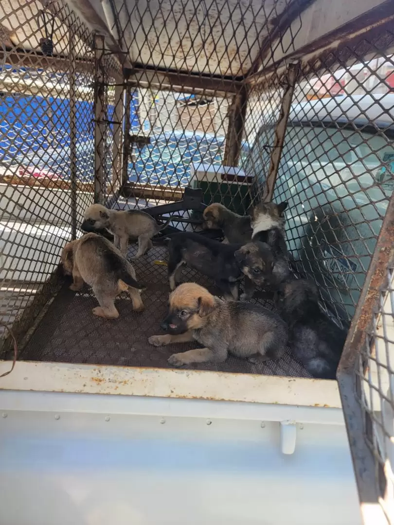 Caninos rescatados por la FGE