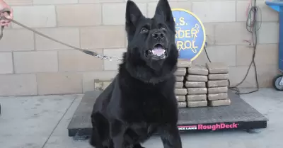 Canino encontr cocana escondida en un vehculo