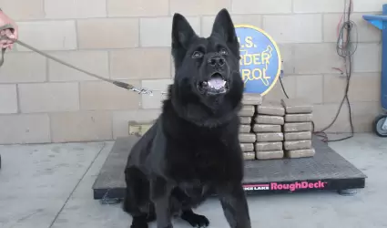 Canino encontr cocana escondida en un vehculo