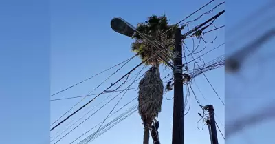 Gatito lleva 5 das atrapado en palma en Tijuana