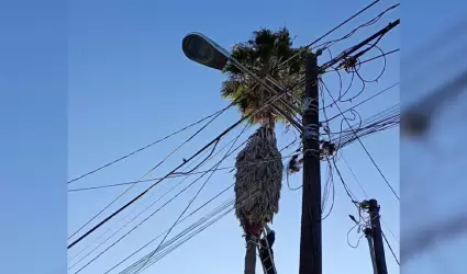 Gatito lleva 5 das atrapado en palma en Tijuana