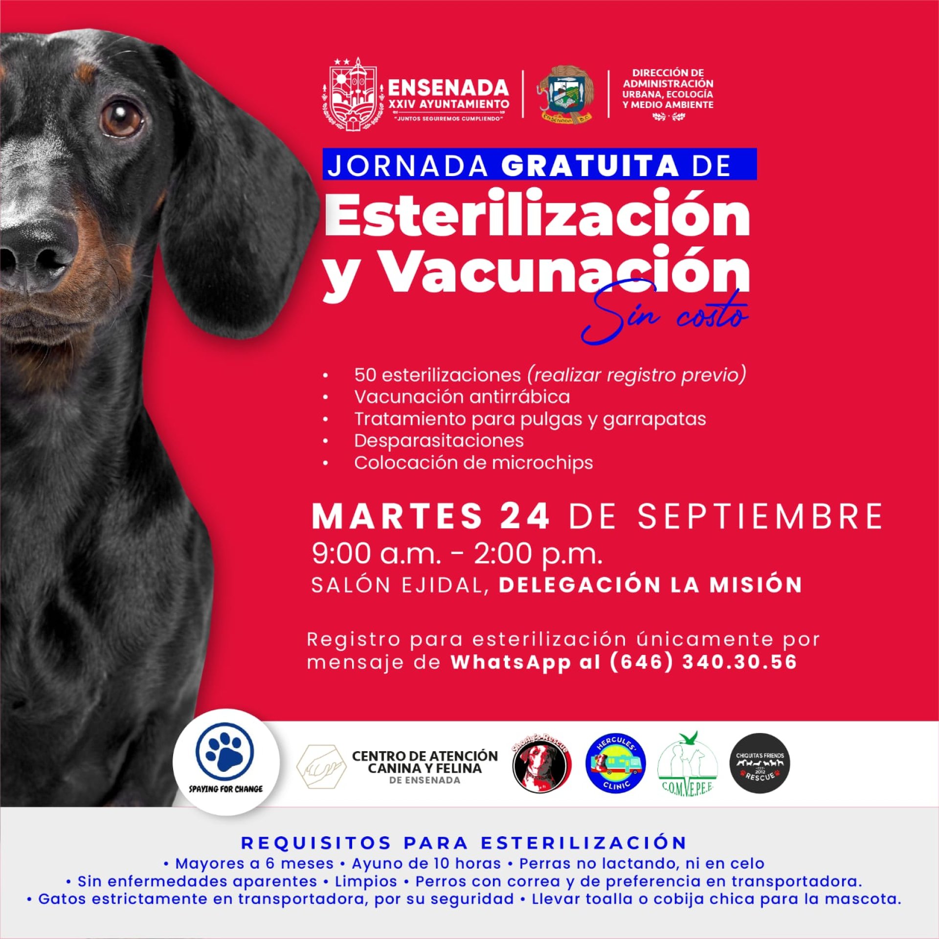 Invita Gobierno de Ensenada a jornada gratuita de esterilización en La ...