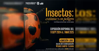 "Insectos: extintos y en peligro"