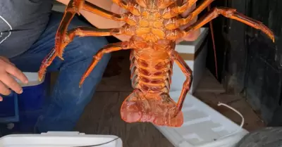 Inici la pesca de langosta roja en Baja California