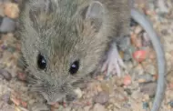 Detectan hantavirus en ratones en el campamento estatal de San Onofre