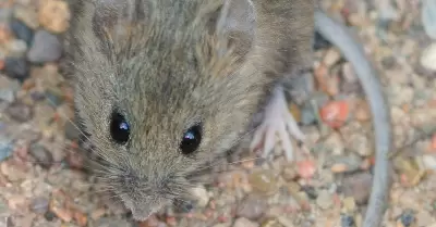 Hantavirus en ratones