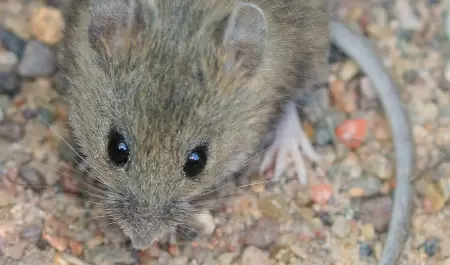 Hantavirus en ratones