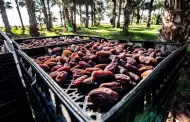 Participa Agricultura en acciones para crear la "Ruta turstica del dtil" en el Valle de Mexicali