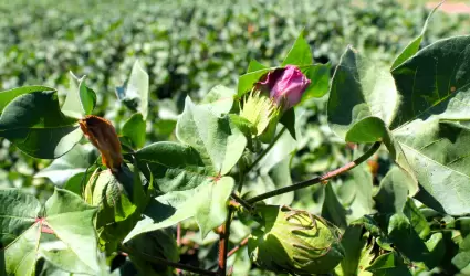 Programa de Sanidad e Inocuidad Agroalimentaria