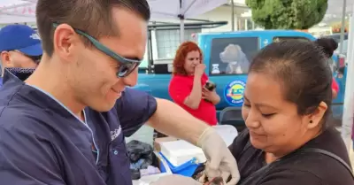 Esterilización de más de mil mascotas