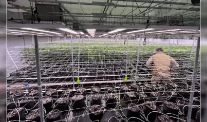 Grupo de trabajo sobre cannabis incauta 2,3 millones de d�lares en cannabis ileg