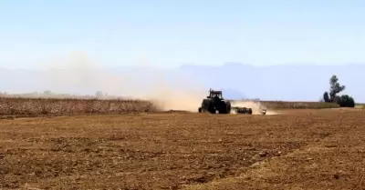 Iniciaron las pizcas del cultivo algodonero 2024 en el Valle de Mexicali: AGRICU