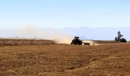 Iniciaron las pizcas del cultivo algodonero 2024 en el Valle de Mexicali: AGRICU