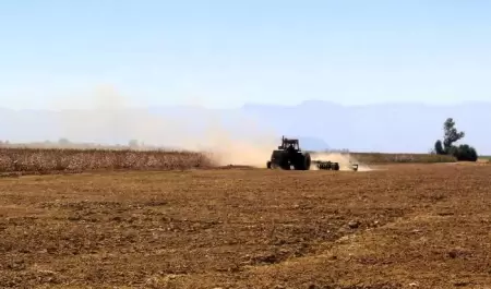 Iniciaron las pizcas del cultivo algodonero 2024 en el Valle de Mexicali: AGRICU