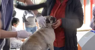 Esquema de salud mascotas