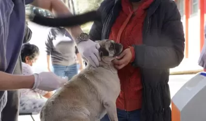 Esquema de salud mascotas