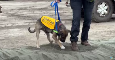 Nuevo refugio para animales