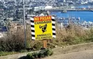 Atender Gobierno de Ensenada denuncias de perros ferales