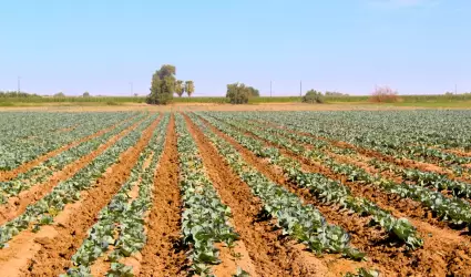 Siembra de 140 mil 795 hectreas en el Valle de Mexicali