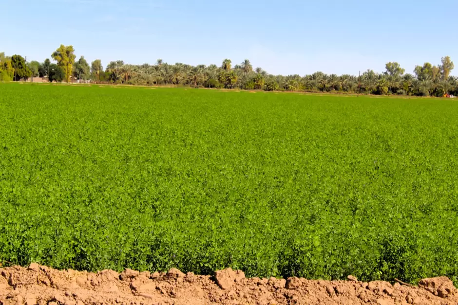 Siembra de 140 mil 795 hectreas en el Valle de Mexicali