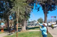 Reforesta Gobierno de Ensenada parques y jardines