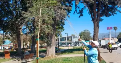 Reforesta Gobierno de Ensenada parques y jardines