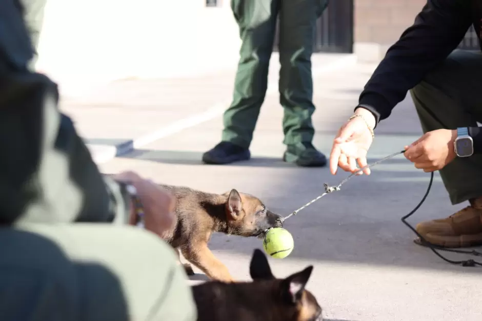 SSCBC recibe donacin de Grupo Arza de dos cachorros para la unidad K9 de FESC