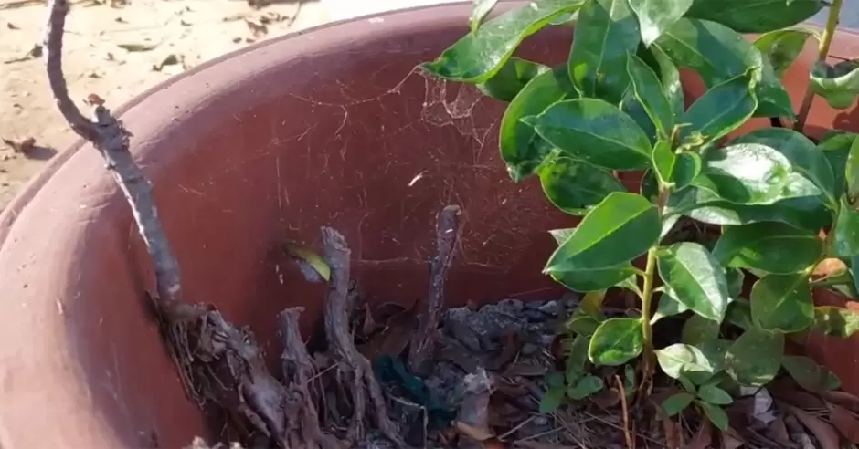 Centro de Atencin Mltiple de Playas de Tijuana enfrenta plaga de araas por falta de fumigacin