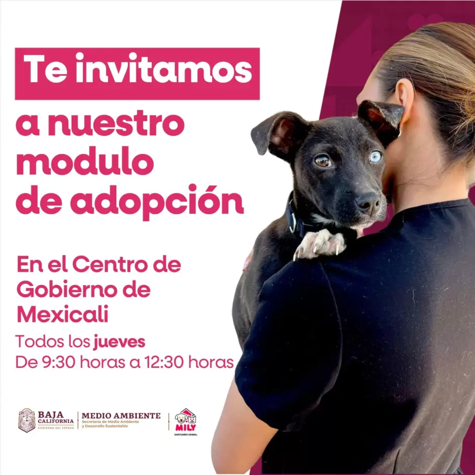 Santuario animal Mily logra tres adopciones en el primer da de su nuevo mdulo