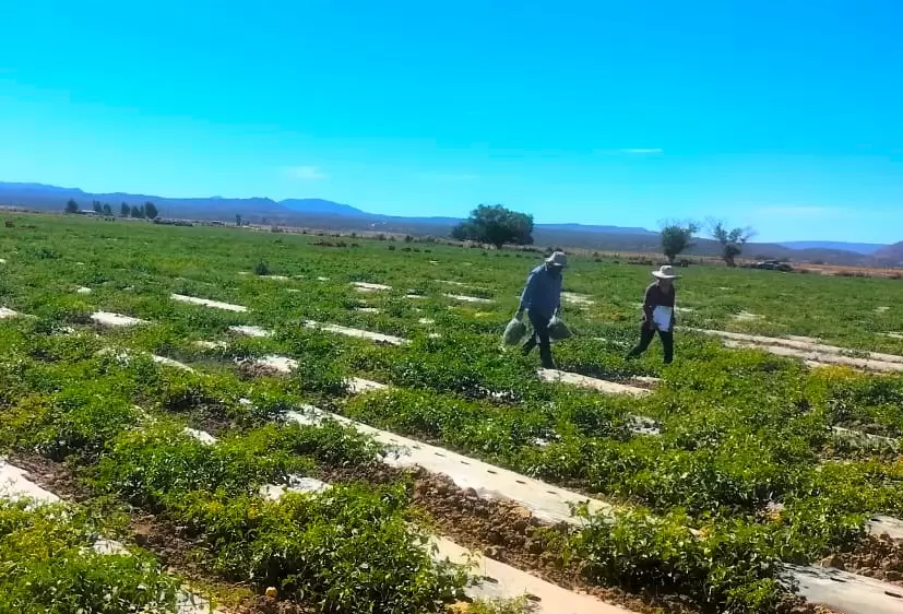 Muestrean autoridades cultivos agrcolas en el Valle de La Trinidad