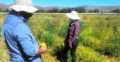 Muestrean autoridades cultivos agrcolas en el Valle de La Trinidad