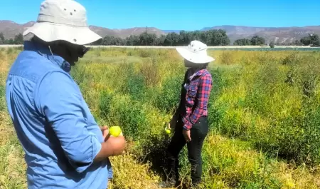 Muestrean autoridades cultivos agrcolas en el Valle de La Trinidad