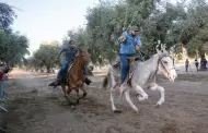 Una tradicin que refuerza races: La tercera Carrera de Mulas en el Valle de Guadalupe