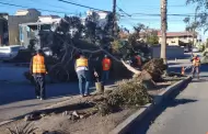 Atiende Gobierno de Ensenada 18 reportes relacionados con la Condicin Santa Ana