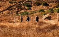 Captura Gobierno de Ensenada cinco perros ferales en cerro de El Viga