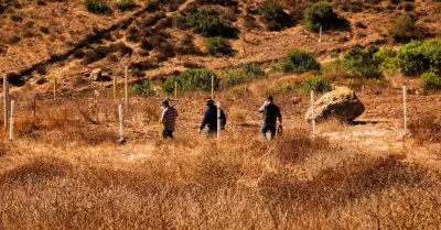 Captura Gobierno de Ensenada cinco perros ferales en cerro de El Viga