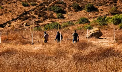 Captura Gobierno de Ensenada cinco perros ferales en cerro de El Vig�a