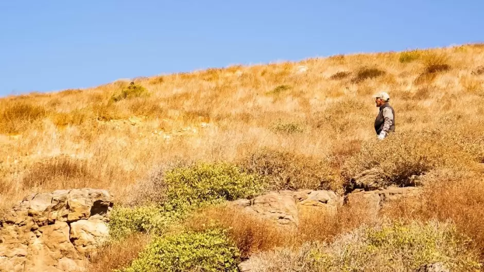 Captura Gobierno de Ensenada cinco perros ferales en cerro de El Viga