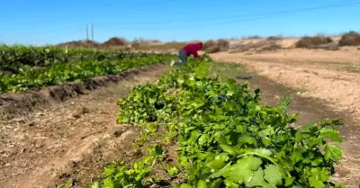 Reporta AGRICULTURA la expedicin de permisos para la siembra de 28,871 hectrea