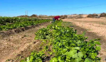 Reporta AGRICULTURA la expedicin de permisos para la siembra de 28,871 hectrea