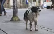 Invitan a participar en el consejo consultivo municipal para la proteccin y bienestar de animales domsticos en Tijuana