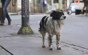 Animales en situacin de calle en Tijuana