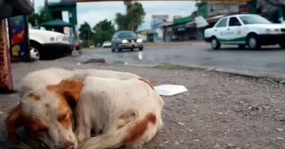 Animales en situacin de calle en Tijuana