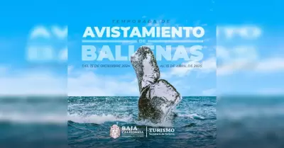 Avistamiento de ballena gris