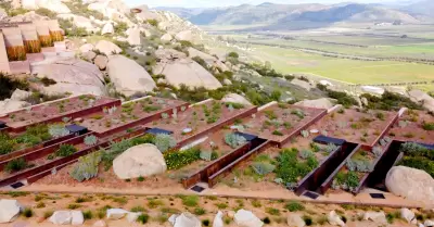 Obtiene proyecto de plantas nativas de Baja California el "Premio CEMEX 2024"